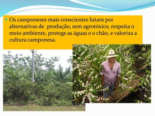  Os camponeses mais conscientes lutam por
alternativas de produção, sem agrotóxico, respeita o
meio ambiente, protege as águas e o chão, e valoriza a
cultura camponesa.
 