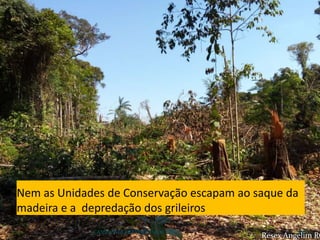 CAMPANHA FRATERNIDADE 2017 84
Nem as Unidades de Conservação escapam ao saque da
madeira e a depredação dos grileiros
Resex Angelim RO
 