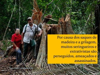 CAMPANHA FRATERNIDADE 2017 87
Por causa dos saques de
madeira e a grilagem,
muitos seringueiros e
extrativistas são
perseguidos, ameaçados e
assassinados.
Resex Angelim / Machadinho RO
 
