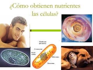 ¿Cómo obtienen nutrientes
      las células?
 