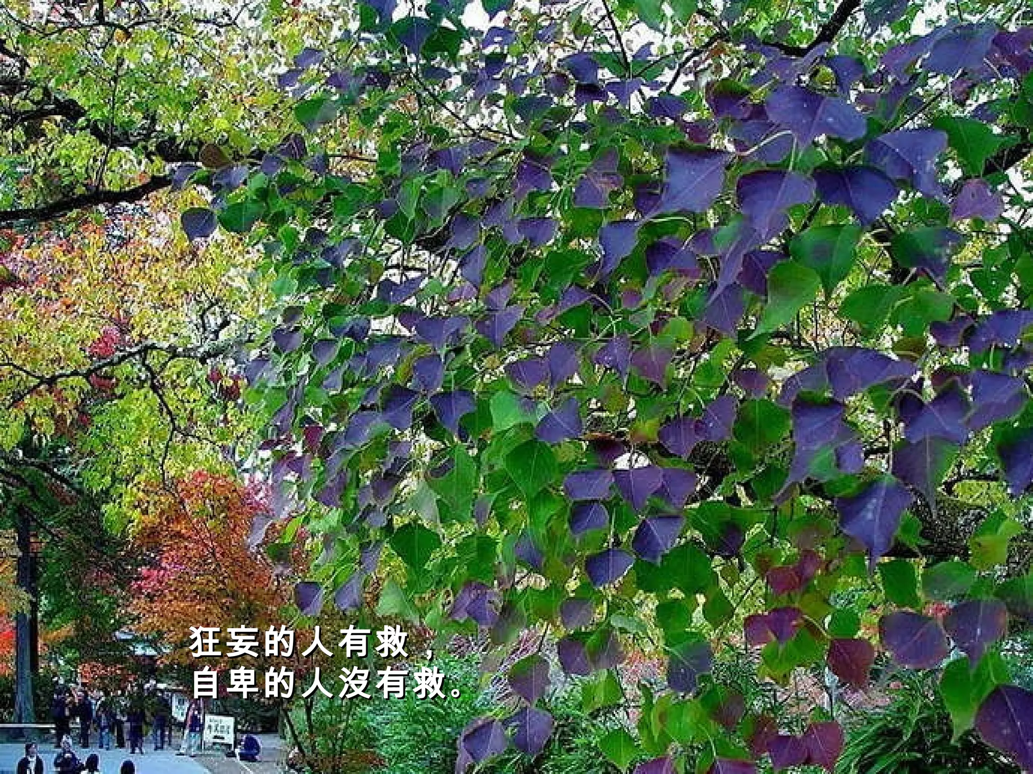 狂妄的人有救， 自卑的人沒有救 。   