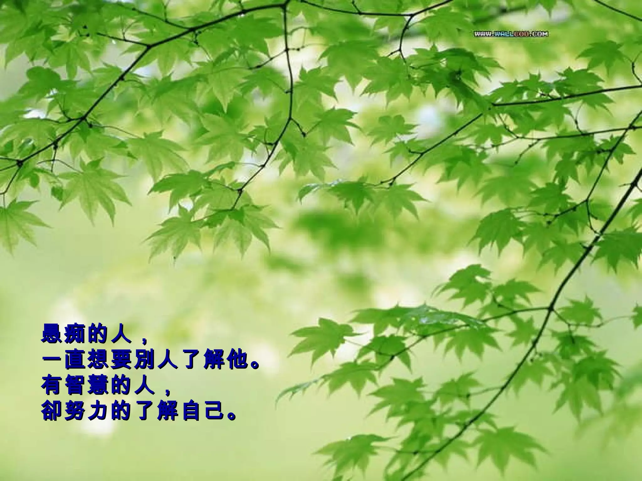 愚痴的人， 一直想要別人了解他。 有智慧的人， 卻努力的了解自己。   