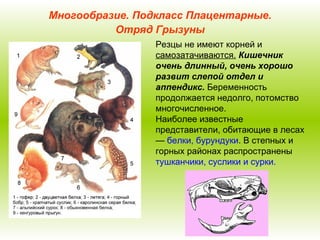Многообразие. Подкласс Плацентарные. Отряд Грызуны Резцы не имеют корней и  самозатачиваются.   Кишечник очень длинный, очень хорошо развит слепой отдел и аппендикс.  Беременность продолжается недолго, потомство многочисленное. Наиболее известные представители, обитающие в лесах —  белки, бурундуки . В степных и горных районах распространены  тушканчики, суслики и сурки.   