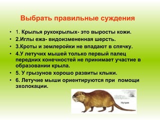 Выбрать правильные суждения 1.  Крылья рукокрылых- это выросты кожи. 2.Иглы ежа- видоизмененная шерсть. 3.Кроты и землеройки не впадают в спячку. 4.У летучих мышей только первый палец передних конечностей не принимает участие в образовании крыла. 5. У грызунов хорошо развиты клыки. 6. Летучие мыши ориентируются при  помощи эхолокации. 