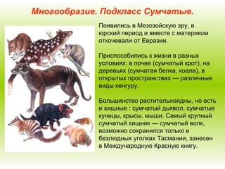 Многообразие. Подкласс Сумчатые. Появились в Мезозойскую эру, в юрский период и вместе с материком откочевали от Евразии.  Приспособились к жизни в разных условиях: в почве (сумчатый крот), на деревьях (сумчатая белка, коала), в открытых пространствах — различные виды кенгуру. Большинство растительноядны, но есть и хищные : сумчатый дьявол, сумчатые куницы, крысы, мыши. Самый крупный сумчатый хищник — сумчатый волк, возможно сохранился только в безлюдных уголках Тасмании, занесен в Международную Красную книгу. 