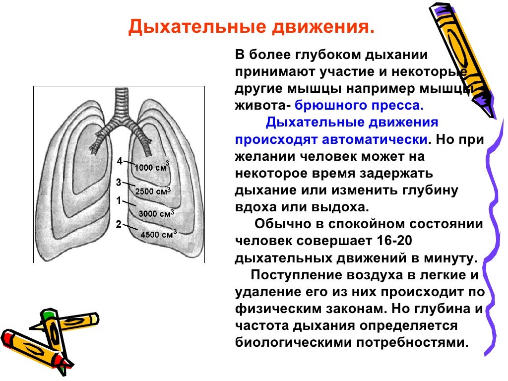 Вспомните как регулируется дыхание у человека зная. Дыхательные движения 8 класс биология. Дыхательные движения 8 класс биология модель Дондерса. Дыхательные движения регуляция дыхания 8 класс биология. Дыхательные движения регуляция дыхания 8 класс.