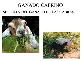 GANADO CAPRINO SE TRATA DEL GANADO DE LAS CABRAS. 