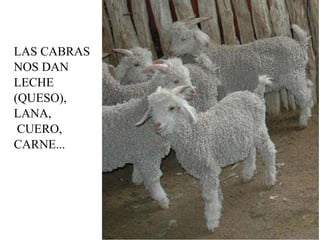 LAS CABRAS  NOS DAN  LECHE (QUESO),  LANA, CUERO,  CARNE... 