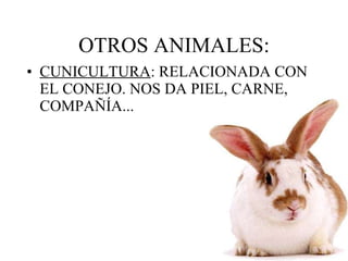 OTROS ANIMALES: CUNICULTURA : RELACIONADA CON EL CONEJO. NOS DA PIEL, CARNE, COMPAÑÍA... 
