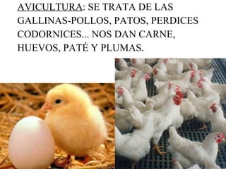 AVICULTURA : SE TRATA DE LAS GALLINAS-POLLOS, PATOS, PERDICES CODORNICES... NOS DAN CARNE, HUEVOS, PATÉ Y PLUMAS. 