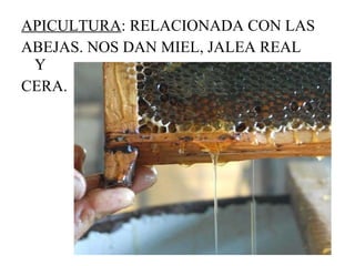 APICULTURA : RELACIONADA CON LAS ABEJAS. NOS DAN MIEL, JALEA REAL Y  CERA. 