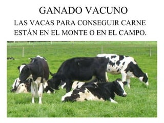 GANADO VACUNO LAS VACAS PARA CONSEGUIR CARNE ESTÁN EN EL MONTE O EN EL CAMPO. 