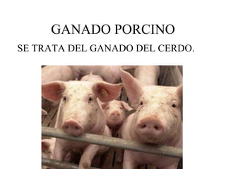 GANADO PORCINO SE TRATA DEL GANADO DEL CERDO.  