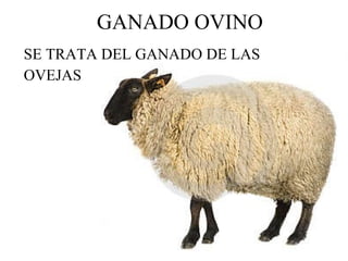 SE TRATA DEL GANADO DE LAS OVEJAS GANADO OVINO 