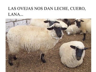 LAS OVEJAS NOS DAN LECHE, CUERO, LANA... 
