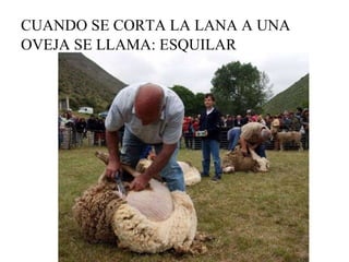 CUANDO SE CORTA LA LANA A UNA OVEJA SE LLAMA: ESQUILAR 