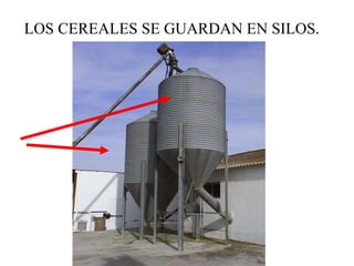 LOS CEREALES SE GUARDAN EN SILOS. 