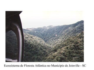 Ecossistema de Floresta Atlântica no Município de Joinville - SC 