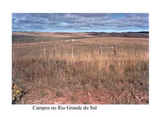Campos no Rio Grande do Sul 