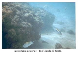 Ecossistema de corais – Rio Grande do Norte. 