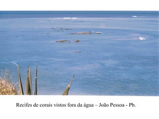 Recifes de corais vistos fora da água – João Pessoa - Pb. 