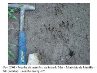 Fev. 2001 - Pegadas de mamífero na Serra do Mar – Município de Joinville – SC ( habitat ). E o nicho ecológico?  