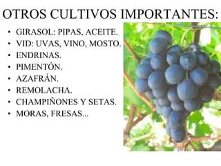 OTROS CULTIVOS IMPORTANTES: GIRASOL: PIPAS, ACEITE. VID: UVAS, VINO, MOSTO. ENDRINAS. PIMENTÓN. AZAFRÁN. REMOLACHA. CHAMPIÑONES Y SETAS. MORAS, FRESAS...  