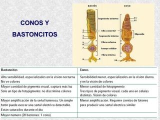 ANATOMÍA GLOBO OCULAR