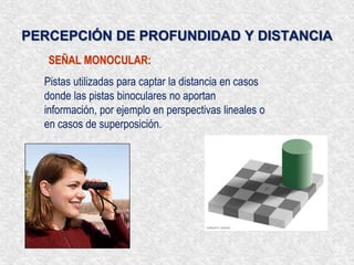 Los conos están especializados en la visión del color: azul y violeta, verde y amarillo, rojo y naranja 