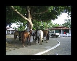 FESTA DE N.SRA.DO DESTERRO OUTEIRO REDONDO (126)
 