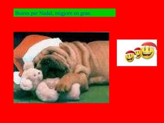 Boires per Nadal, migjorn en gran.   