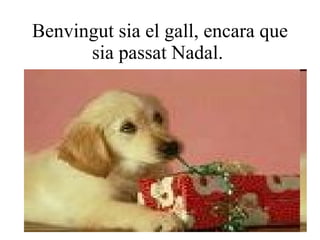 Benvingut sia el gall, encara que sia passat Nadal.  