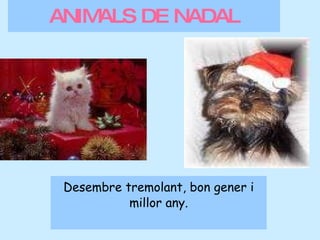 ANIMALS DE NADAL Desembre tremolant, bon gener i millor any. 