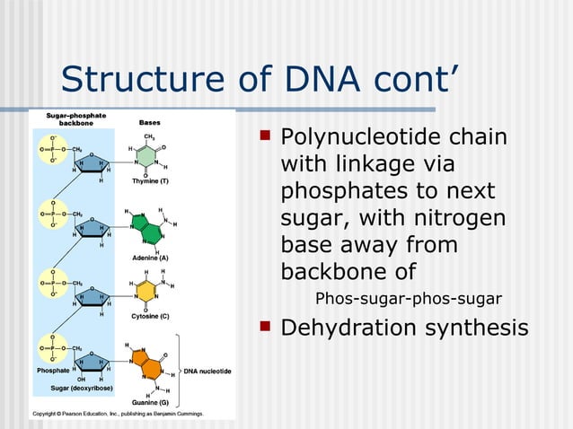 5 DNA RNA Protein Synthesis | PPT
