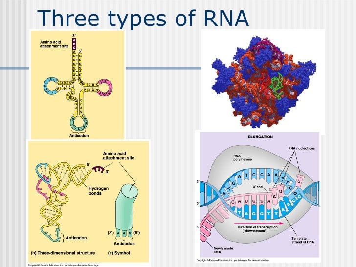 5 dna rna protein synthesis 3 types of rna