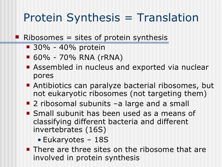 5 dna rna protein synthesis the sites of protien synthesis