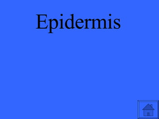 Epidermis 