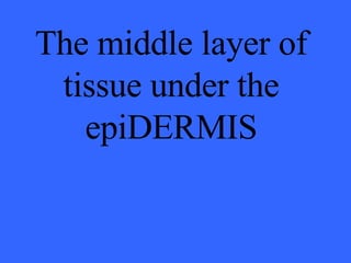 The middle layer of tissue under the epiDERMIS 