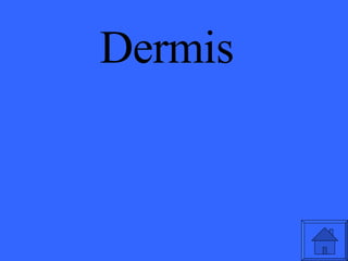 Dermis 