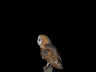 TODO MUNDO QUE TE VÊ 