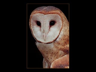 QUE FEINHA QUE É V OCÊ 