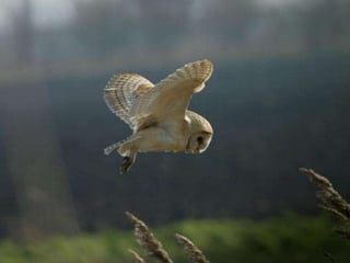 CHEGA O TEU AMANHECER 