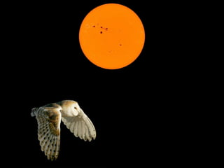 VAIS VOANDO TE ESCONDER 