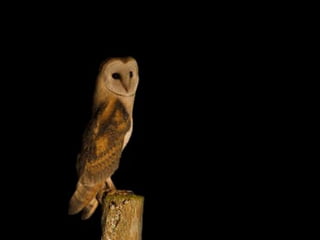 HOJE EM DIA ANDAS VAIDOSA 