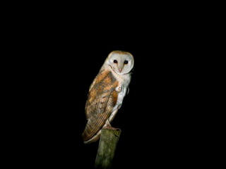 TODA NOITE TUA CARINHA 