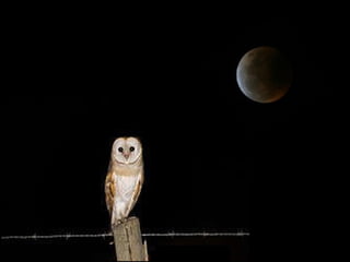 CORUJINHA, CORUJINHA 