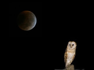 QUE PENINHA DE VOCÊ 