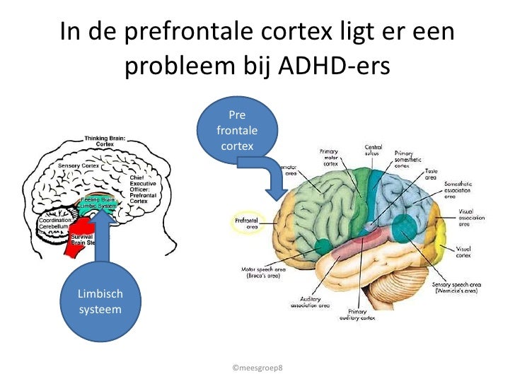 ADHD uitgelegd