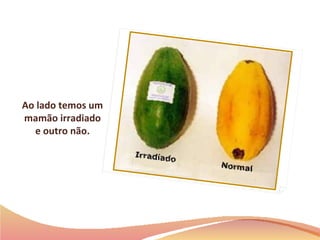 Ao lado temos um mamão irradiado e outro não. 