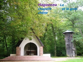 Haguenau   La chapelle  . .  et le gros chêne 